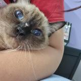 Foto del gato perdido en Lahore