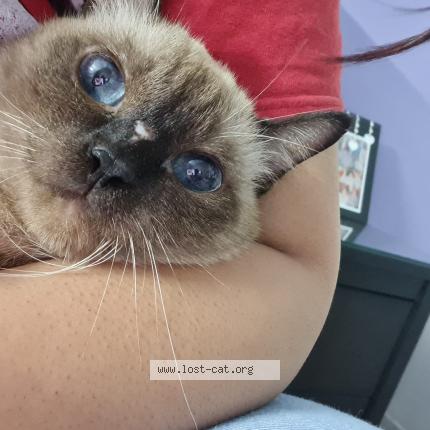 Foto 1/1 Dory Chat perdido en Lahore