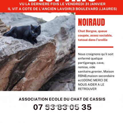 Foto 1/1 Gato encontrado Perdido en Cassis