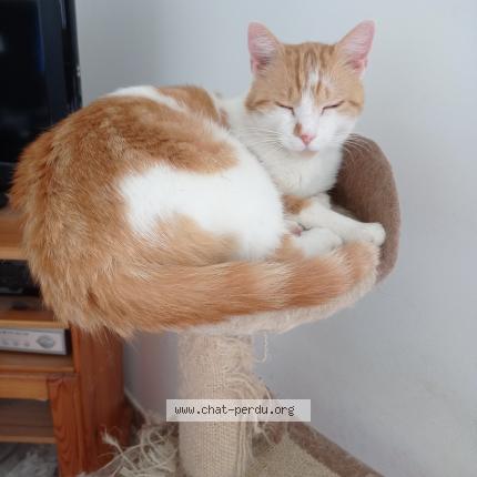 Foto 1/1 SAFRAN Chat perdido en Montauban