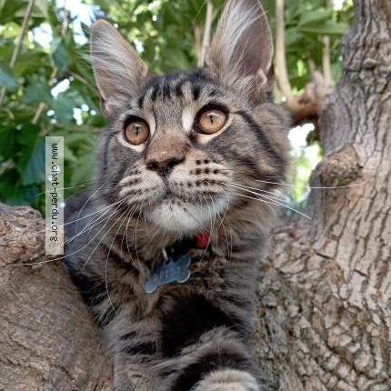 Foto 1/1 Max Chat perdido en Juvignac