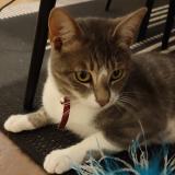 Foto del gato perdido en Mauleon