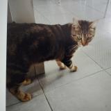 Foto del gato perdido en Ancenis Saint Gereon