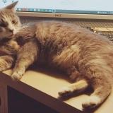 Foto del gato perdido en St Lupicin