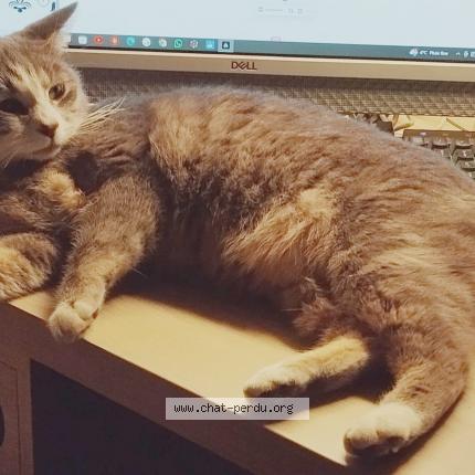 Foto 1/1 Chabal Chat perdido en St lupicin