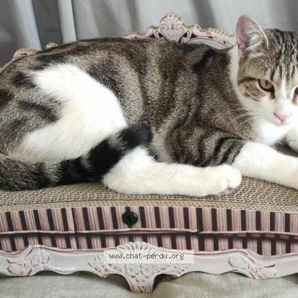 Foto 1/1 Souky Chat perdido en Le bar sur loup