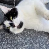 Foto del gato perdido en Plouec Du Trieux