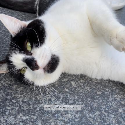 Foto 1/1 Biwi Chat perdido en Plouec du trieux