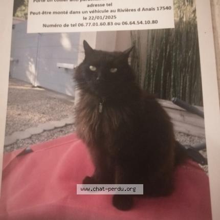 Foto 1/2 Mimi Chat perdido en Anais