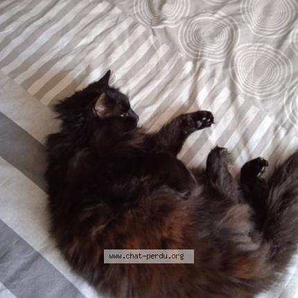 Foto 2/2 Mimi Chat perdido en Anais