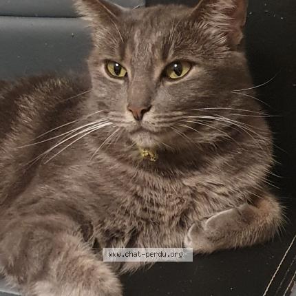 Foto 1/1 MIMI Chat perdido en Veaugues