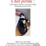 Foto del gato perdido en Villers Saint Barthelemy