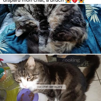 Foto 1/1 Hobby Chat perdido en Bruch