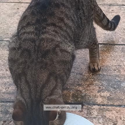 Foto 3/3 Gato encontrado Encontrado en Magny les hameaux