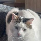 Foto del gato perdido en Pagny Le Chateau