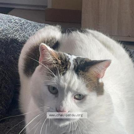 Foto 1/1 Gato encontrado Perdido en Pagny le chateau