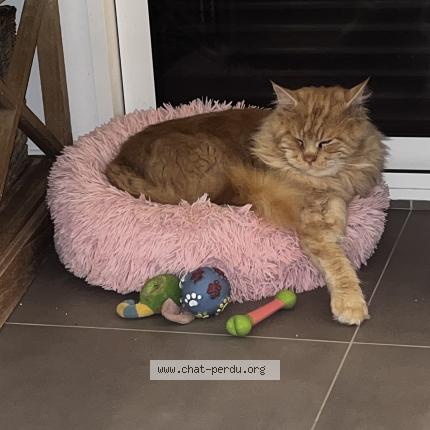 Foto 1/1 Uzzi Chat perdido en Piriac sur mer