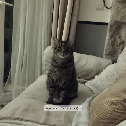 Foto 1/1 CHIPIE Chat perdido en Nice