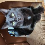 Foto del gato perdido en Rennes