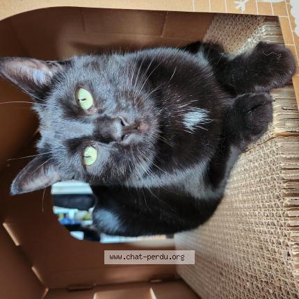 Foto 1/1 Chocolat Chat perdido en Rennes