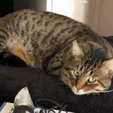 Foto del gato perdido en Plan De La Tour