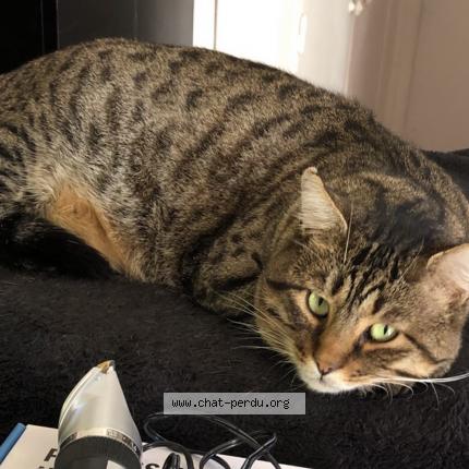 Foto 1/1 Lucky Chat perdido en Plan de la tour
