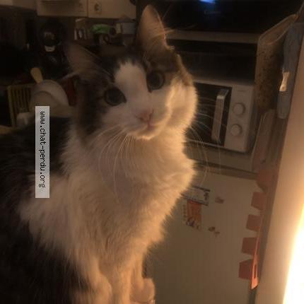 Foto 1/5 Natsuki Chat perdido en Nice