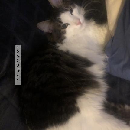 Foto 2/5 Natsuki Chat perdido en Nice