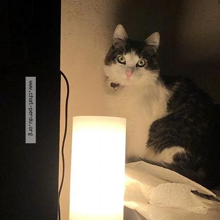 Foto 3/5 Natsuki Chat perdido en Nice