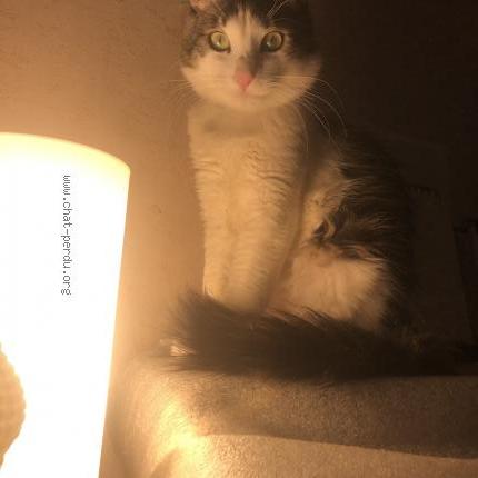 Foto 4/5 Natsuki Chat perdido en Nice