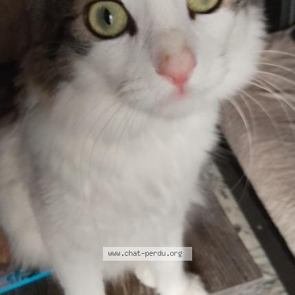 Foto 5/5 Natsuki Chat perdido en Nice