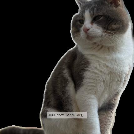 Foto 1/1 Mistou Chat perdido en Monnieres