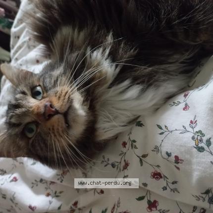 Foto 1/1 Gato encontrado Encontrado en Cleguer