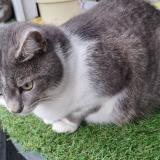 Foto del gato perdido en Cepet