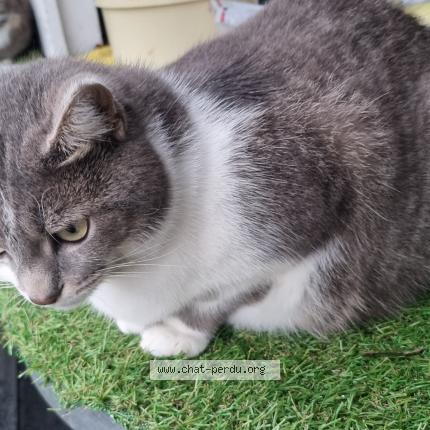 Foto 1/1 Blanquette Chat perdido en Cepet