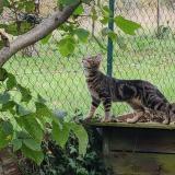 Foto del gato perdido en Quaix En Chartreuse