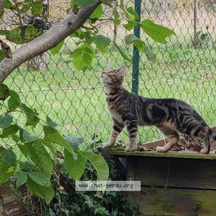 Foto 1/1 Wooky Chat perdido en Quaix en chartreuse