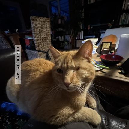 Foto 1/1 Topaze Chat perdido en Corbonod