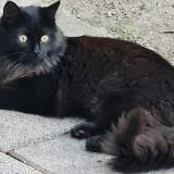 Foto del gato perdido en Viols En Laval