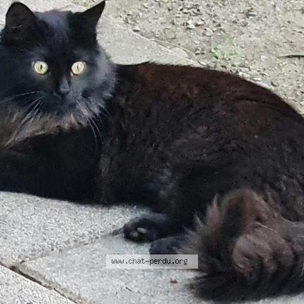 Foto 1/1 Gato encontrado Perdido en Viols en laval