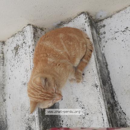 Foto 1/1 Rourou Chat perdido en Orval