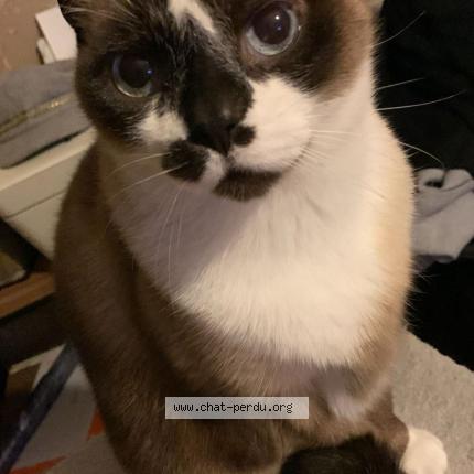 Foto 1/3 Wolfy Chat perdido en Cranves sales