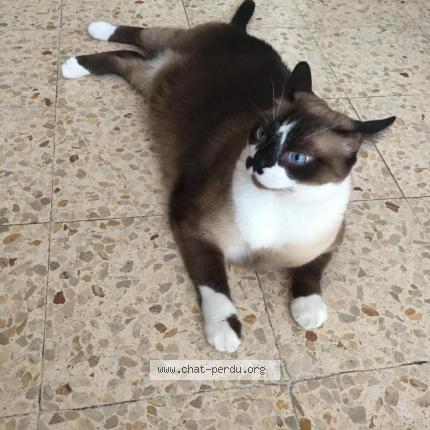 Foto 2/3 Wolfy Chat perdido en Cranves sales