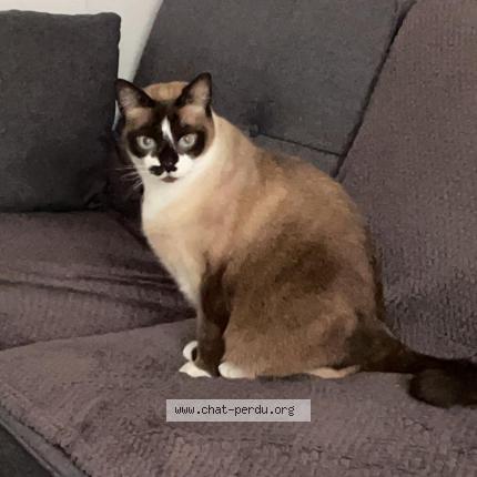 Foto 3/3 Wolfy Chat perdido en Cranves sales