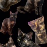 Foto del gato perdido en Cuers