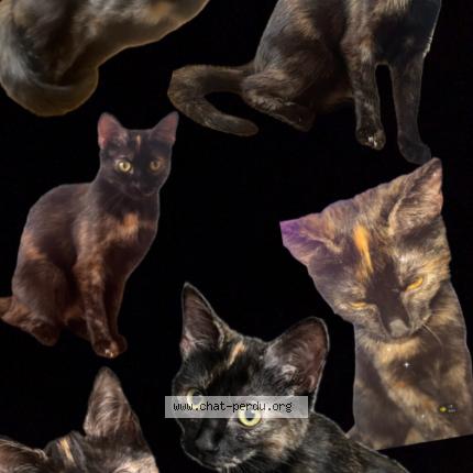 Foto 1/1 Éclipse Chat perdido en Cuers