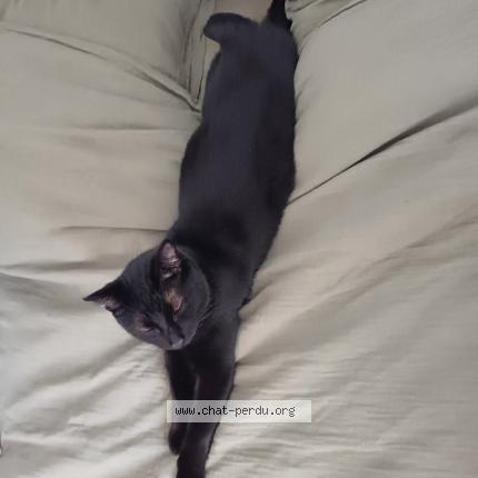 Foto 1/1 Salem Chat perdido en Montbert