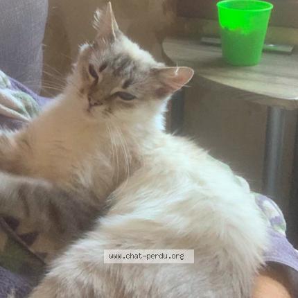 Foto 1/3 Neige Chat perdido en Seclin