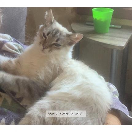 Foto 2/3 Neige Chat perdido en Seclin