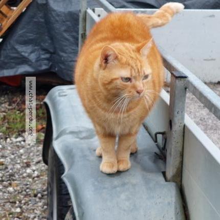 Foto 1/2 Gato encontrado Encontrado en Salies de bearn